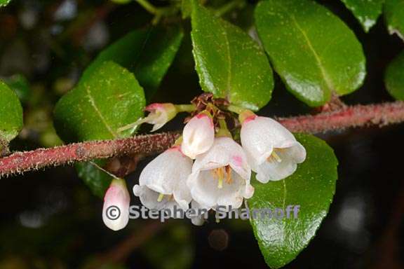 vaccinium ovatum 1 graphic